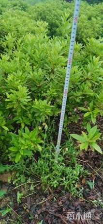 高度50厘米春鹃