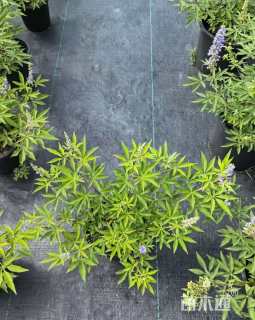 高度60厘米穗花牡荆