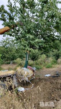 15公分染井吉野樱