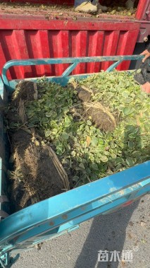 高度80厘米花叶蔓长春