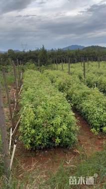 0.6公分金丝楠木