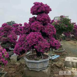 高度30厘米龙舌兰