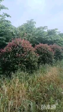 12公分红叶石楠