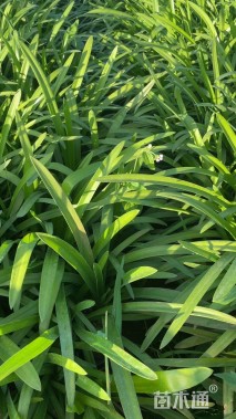 高度20厘米百子莲