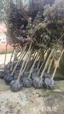 15公分日本红枫