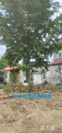 银杏