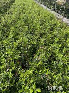 150厘米风车茉莉