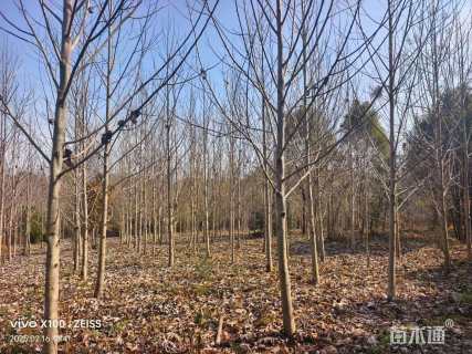 高度120厘米马褂木小苗