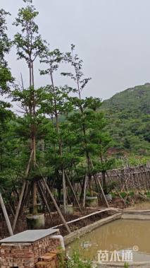 11公分细叶榄仁