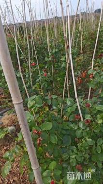 100厘米藤本月季