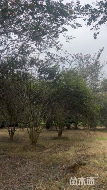 高度500厘米大红紫薇