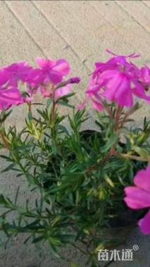 高度15厘米芝樱