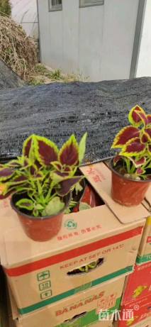 高度15厘米彩叶草