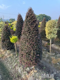 高度80厘米红花继木