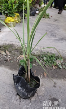 高度30厘米花叶芦竹
