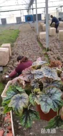 高度15厘米矾根