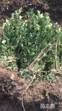 高度40厘米大叶黄杨小苗