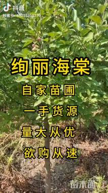 11公分绚丽海棠