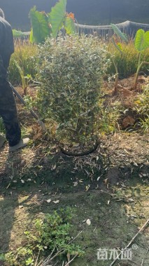 冠幅120厘米金边胡颓子球