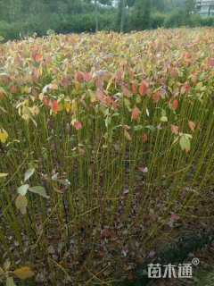 高度50厘米檫木小苗