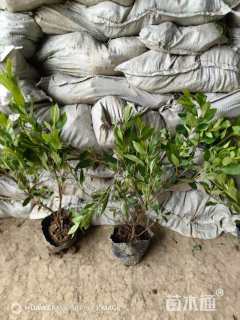 高度50厘米春鹃小苗