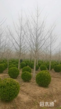 冠幅120厘米大叶黄杨球