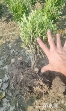 高度30厘米雀舌黄杨小苗