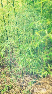 高节竹