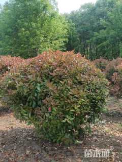 冠幅180厘米红叶石楠球