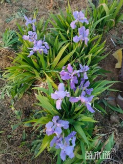 高度30厘米鸢尾