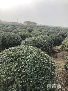 冠幅180厘米无刺枸骨球