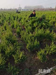 高度40厘米蜀桧