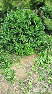 冠幅60厘米大叶黄杨球