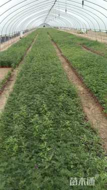 高度22厘米美女樱