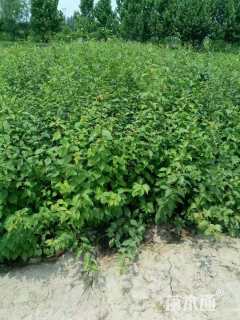 高度100厘米丛生榆叶梅