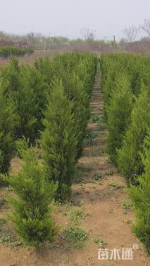 高度180厘米塔柏