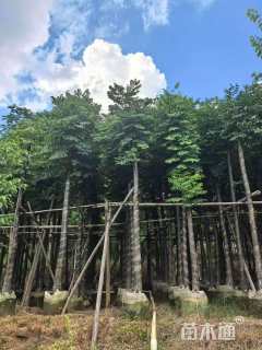 10公分黄山栾树