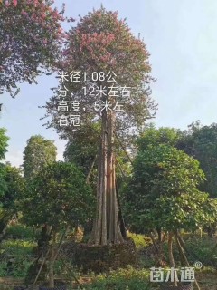 40公分紫薇