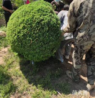 冠幅150厘米刺柏球