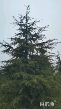 高度450厘米雪松