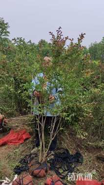 高度50厘米大叶黄杨