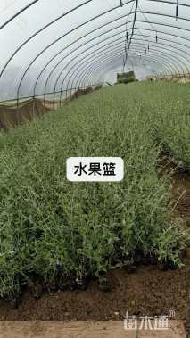 冠幅20厘米五色梅