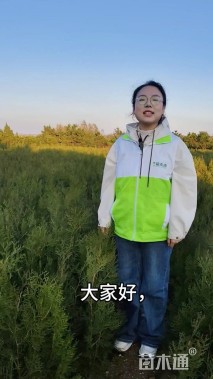 高度150厘米侧柏