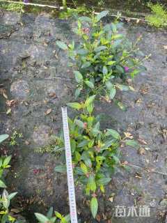 高度25厘米巴西野牡丹