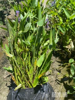 高度20厘米梭鱼草