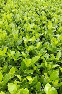 高度25厘米大叶栀子