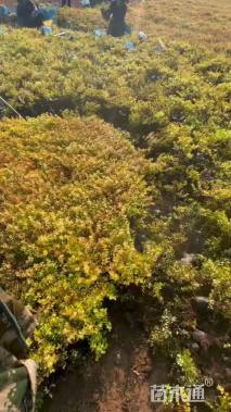 高度30厘米绣线菊