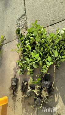 高度50厘米金森女贞