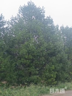 高度500厘米白皮松