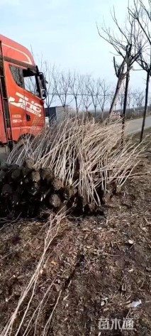 高度90厘米丛生紫荆